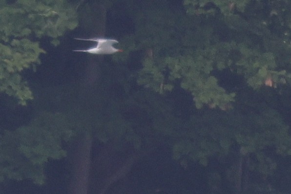 Common Tern - ML367147531