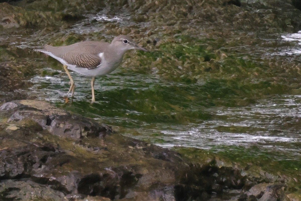 Spotted Sandpiper - ML367148181