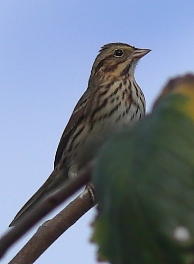 Passerellidae sp. (sparrow sp.) - ML367151341