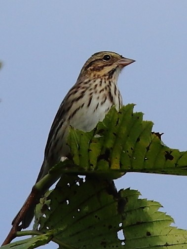 new world sparrow sp. - ML367151351