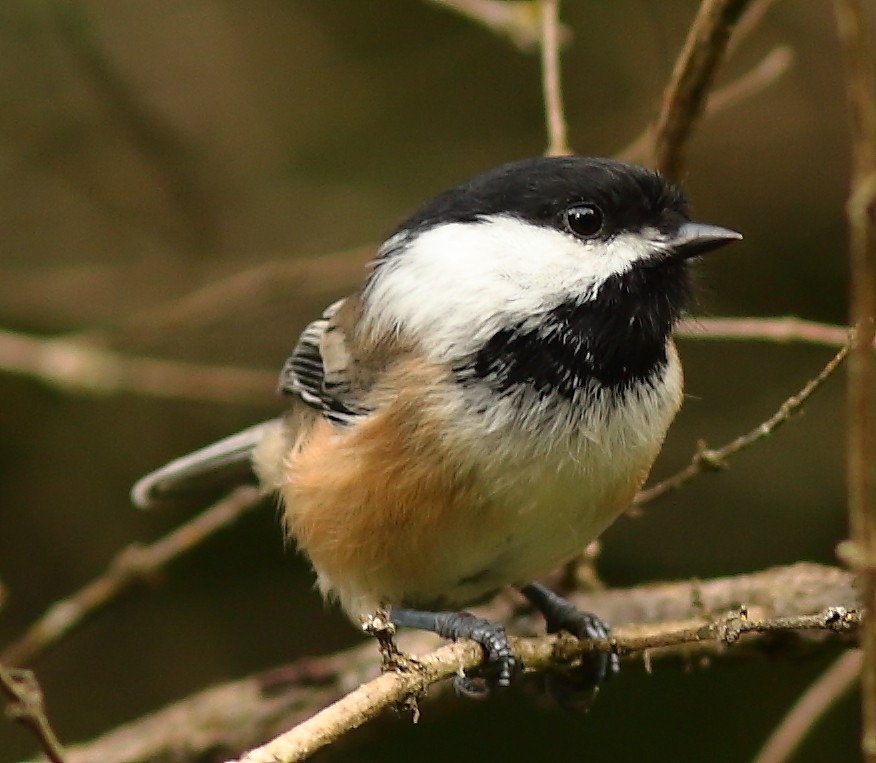 Black-capped Chickadee - ML367152051