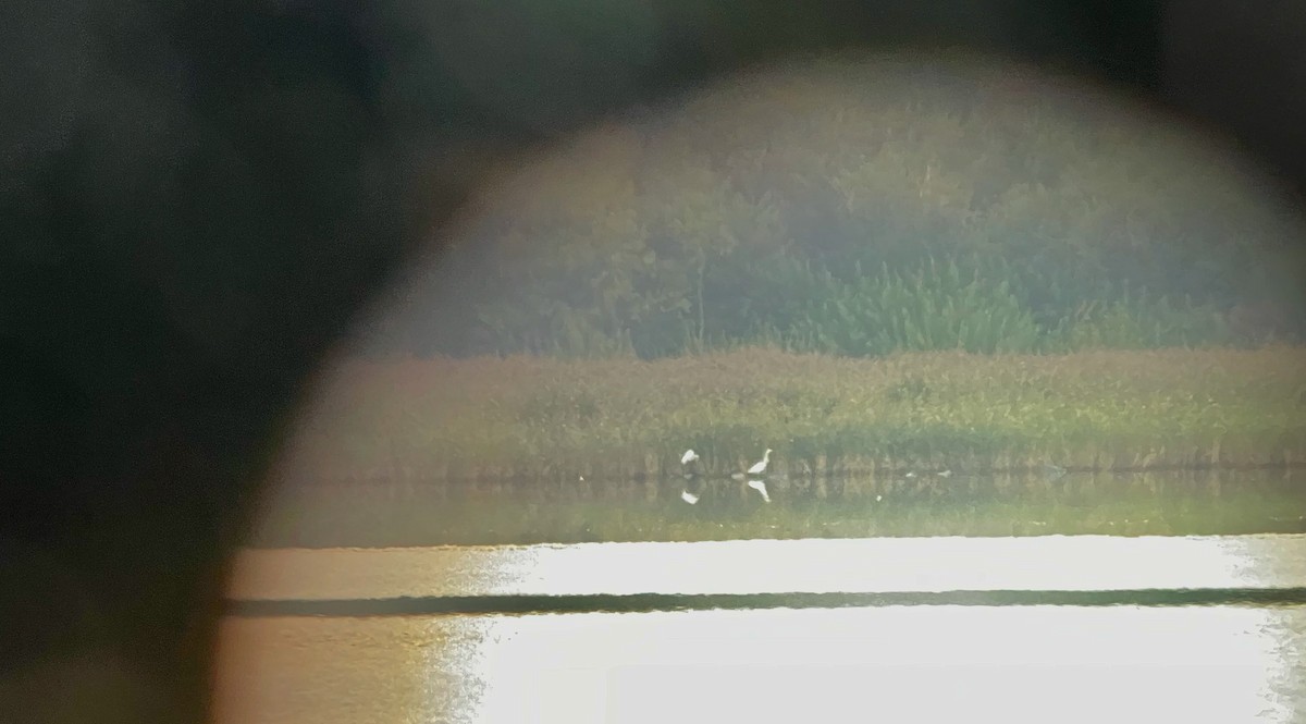Great Egret (alba) - ML367152431