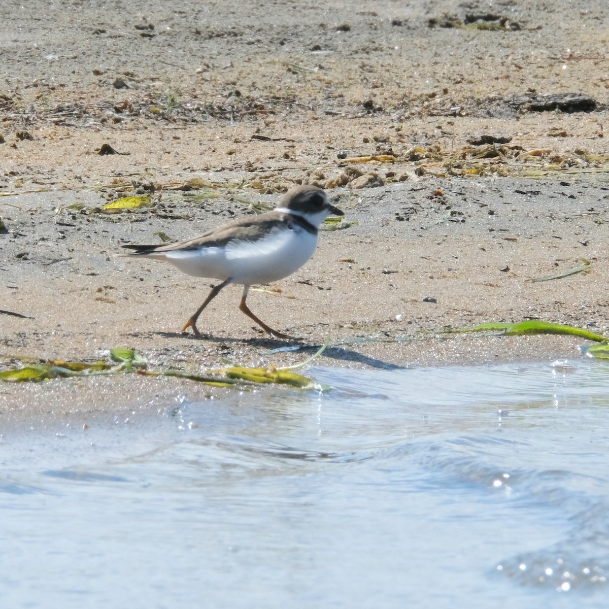 Semipalmated Plover - ML367152441