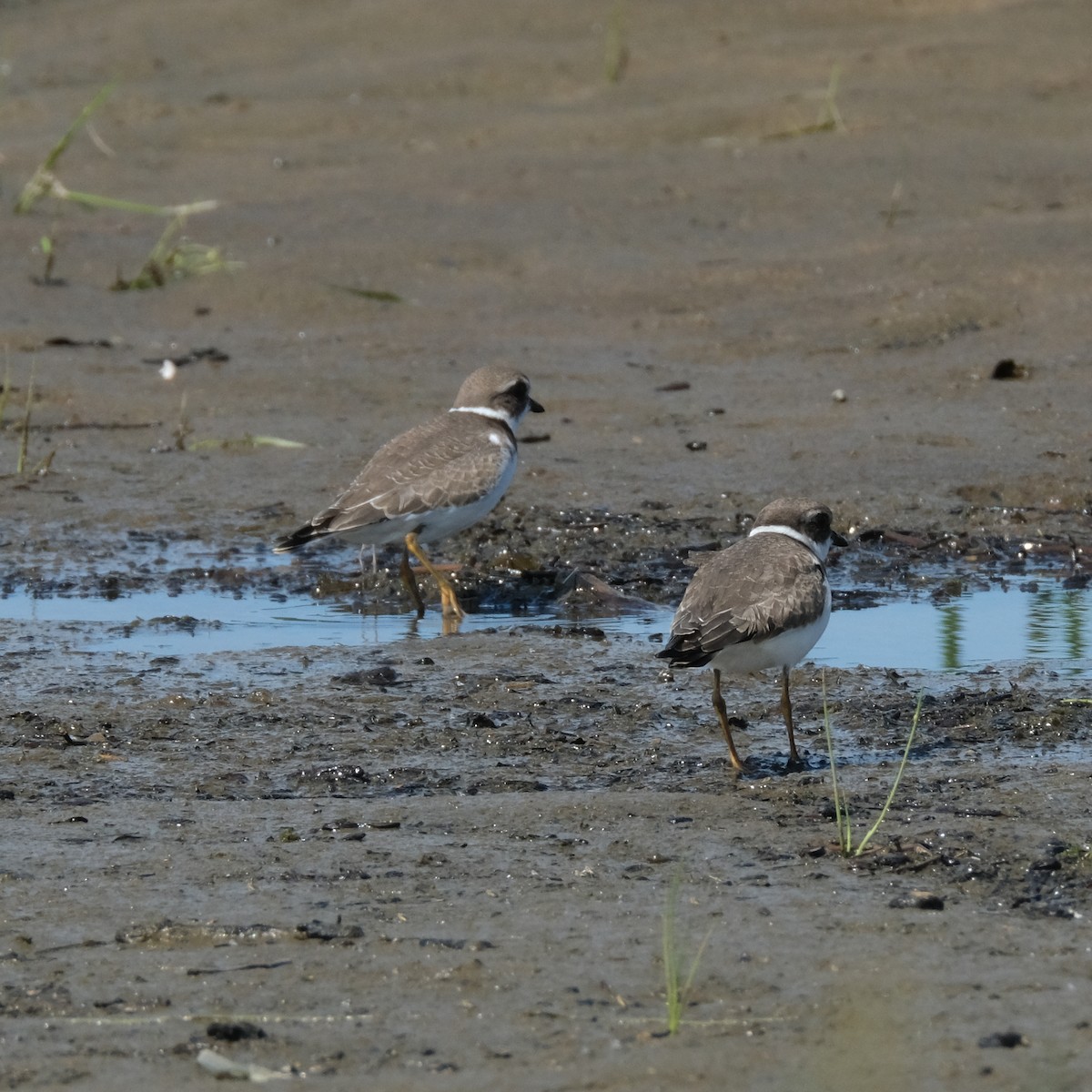 Semipalmated Plover - ML367152501