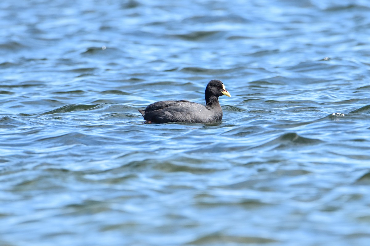 Red-gartered Coot - ML367152831