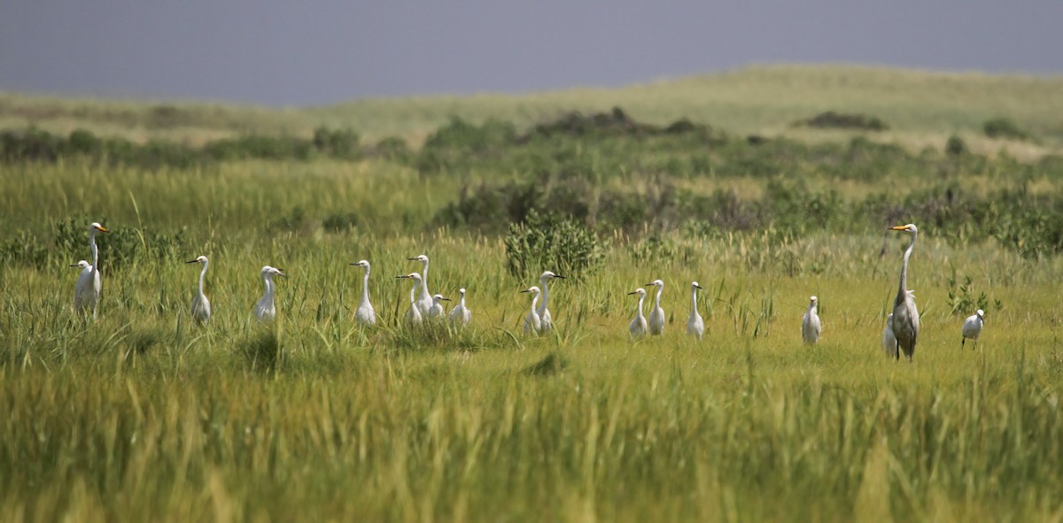 Snowy Egret - ML36715521