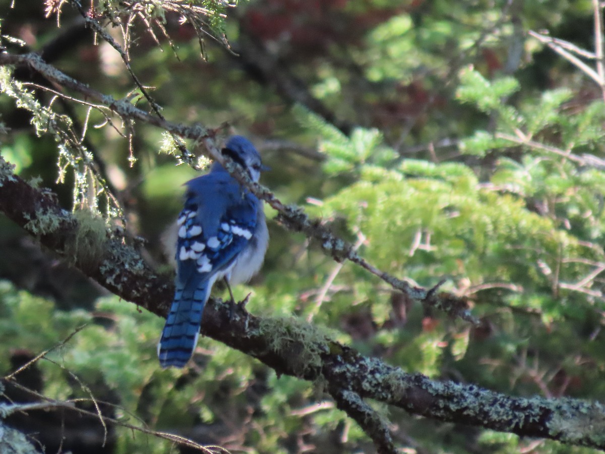 Blue Jay - ML367155611