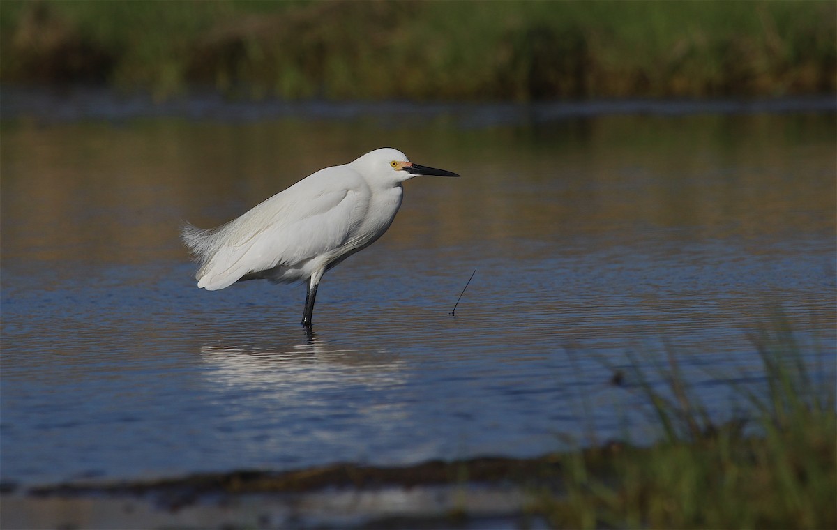 Snowy Egret - ML36715571