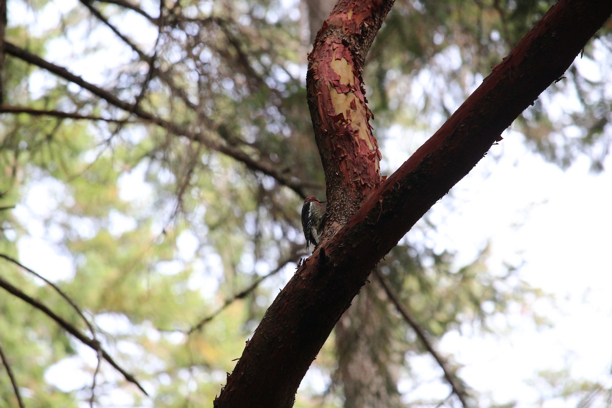 Red-breasted Sapsucker - ML367157441