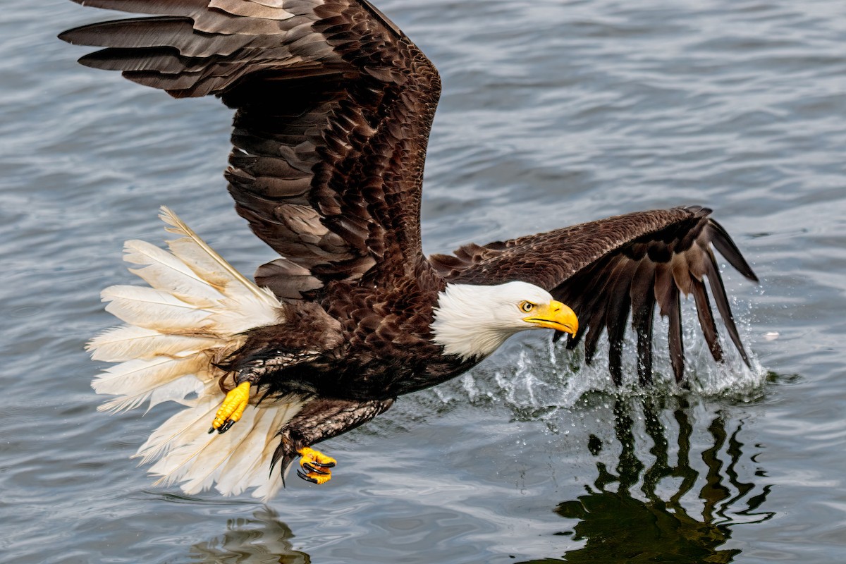 Bald Eagle - ML367157961