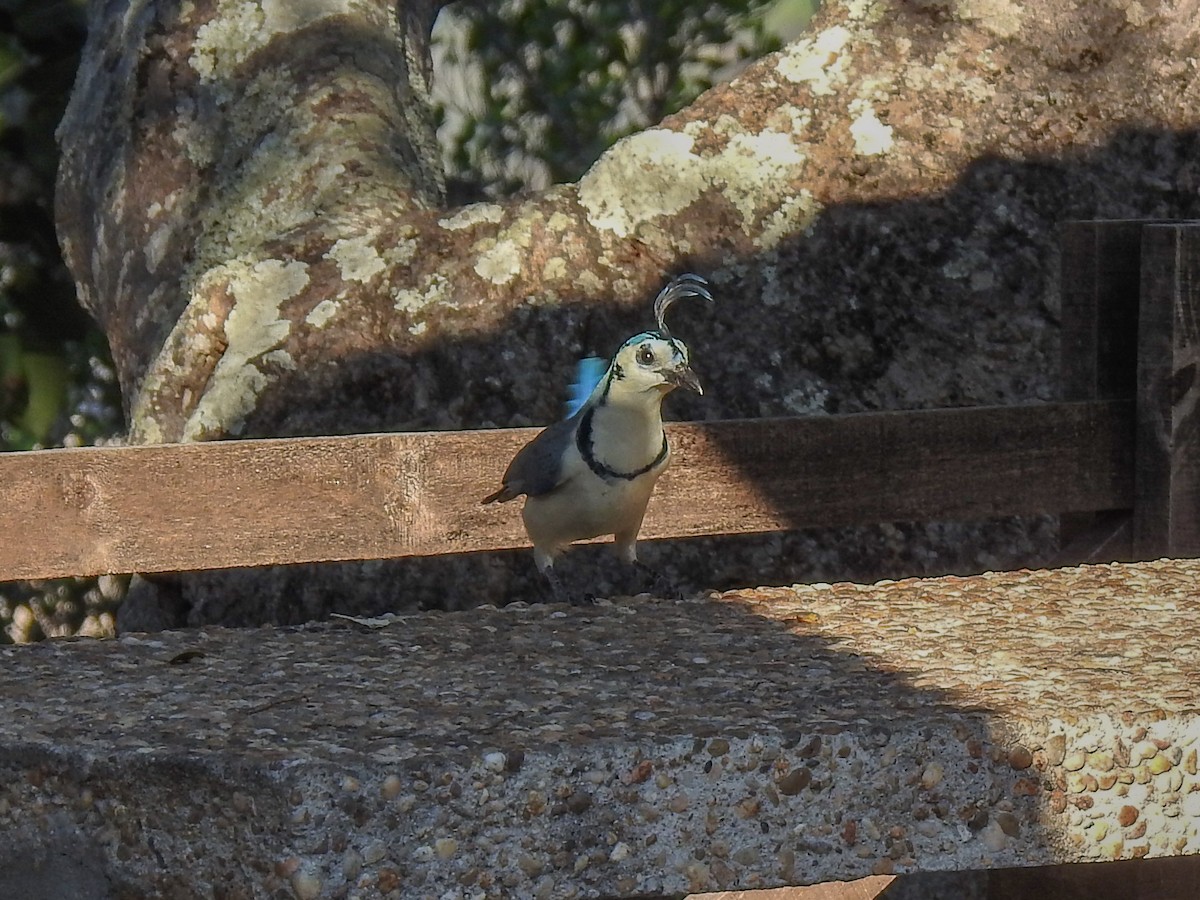 White-throated Magpie-Jay - ML367160001