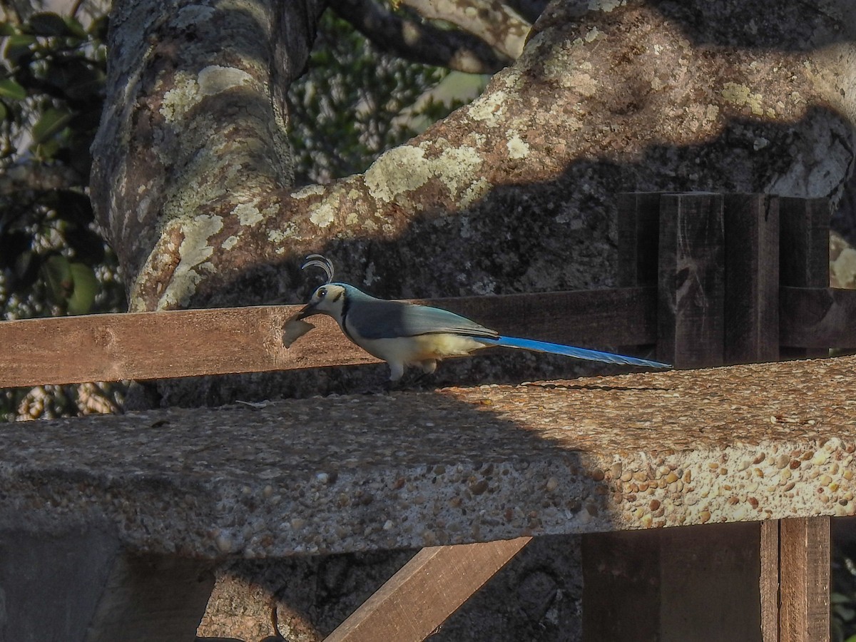 White-throated Magpie-Jay - Beverley Scott