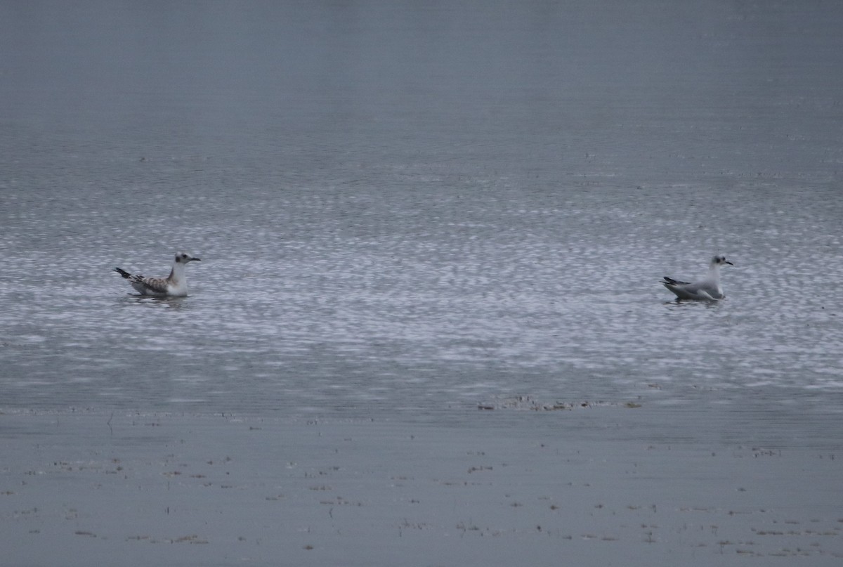 Bonaparte's Gull - ML367162501