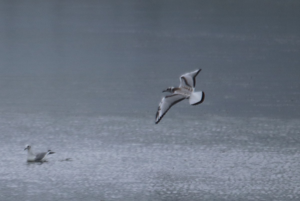 Bonaparte's Gull - ML367162631