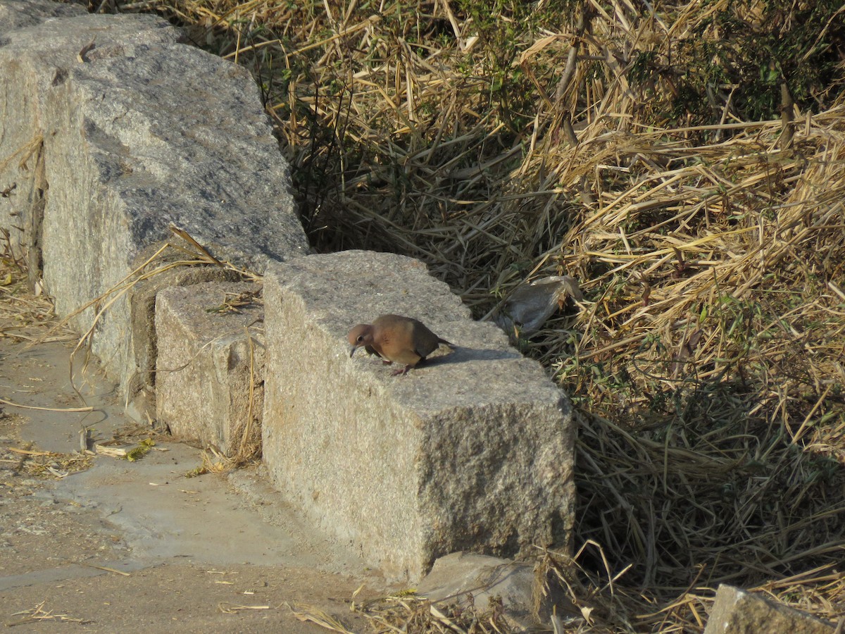 Laughing Dove - ML367163251