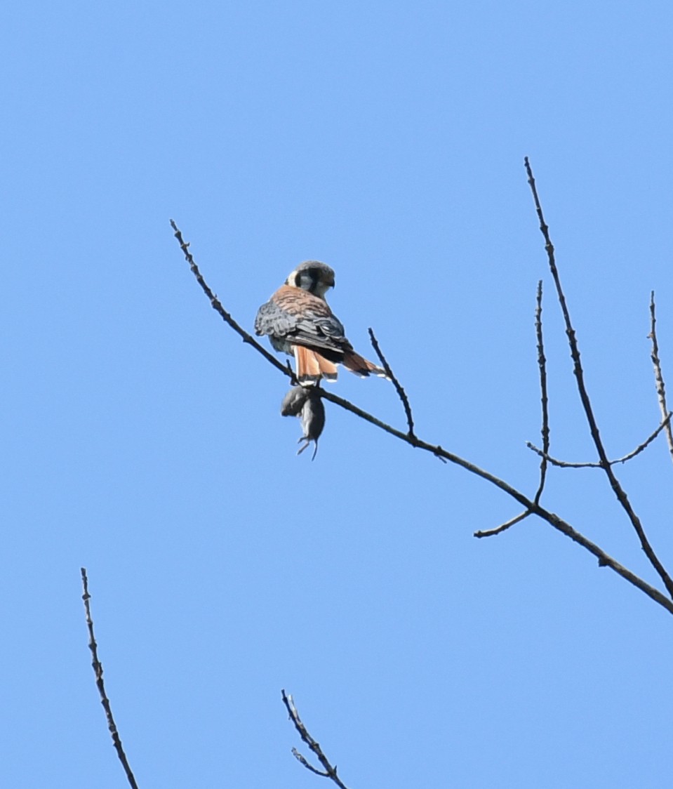 アメリカチョウゲンボウ - ML367164581