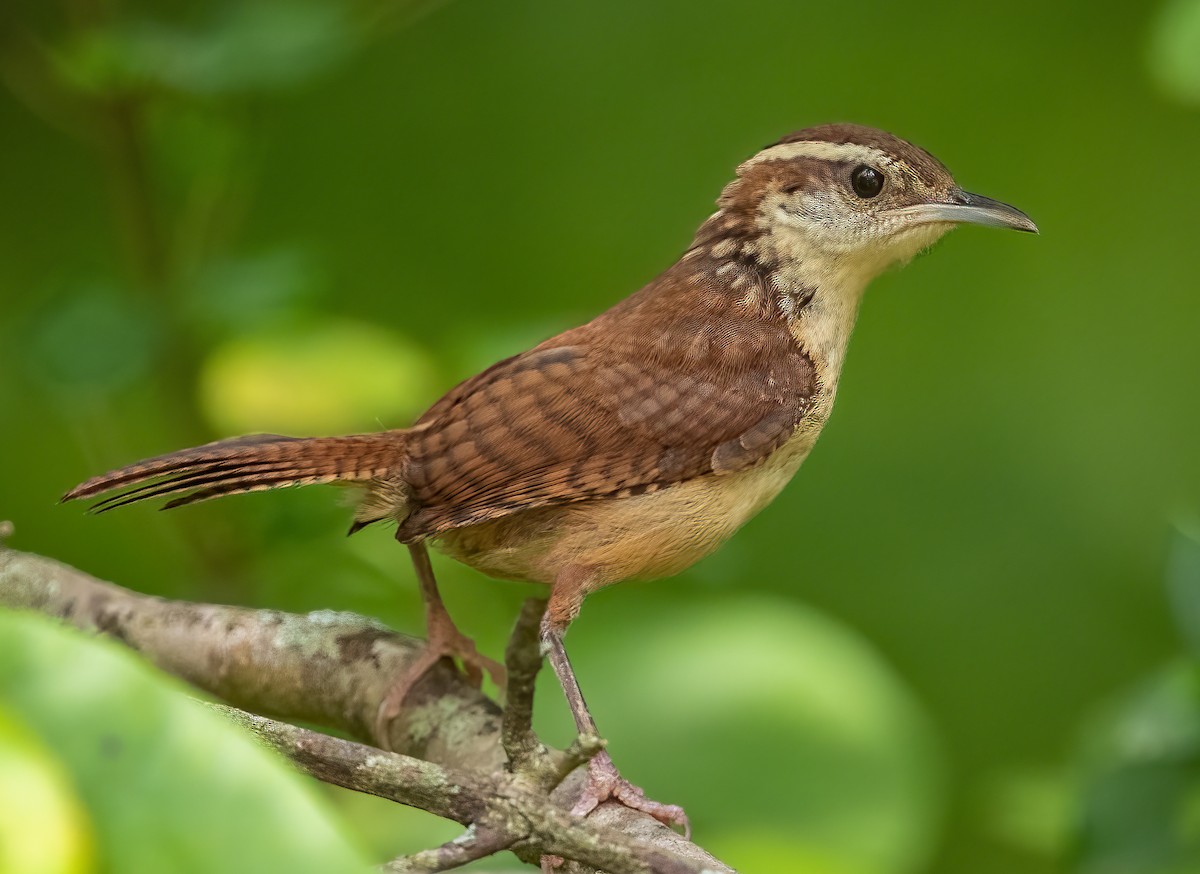Carolina Wren - ML367164781