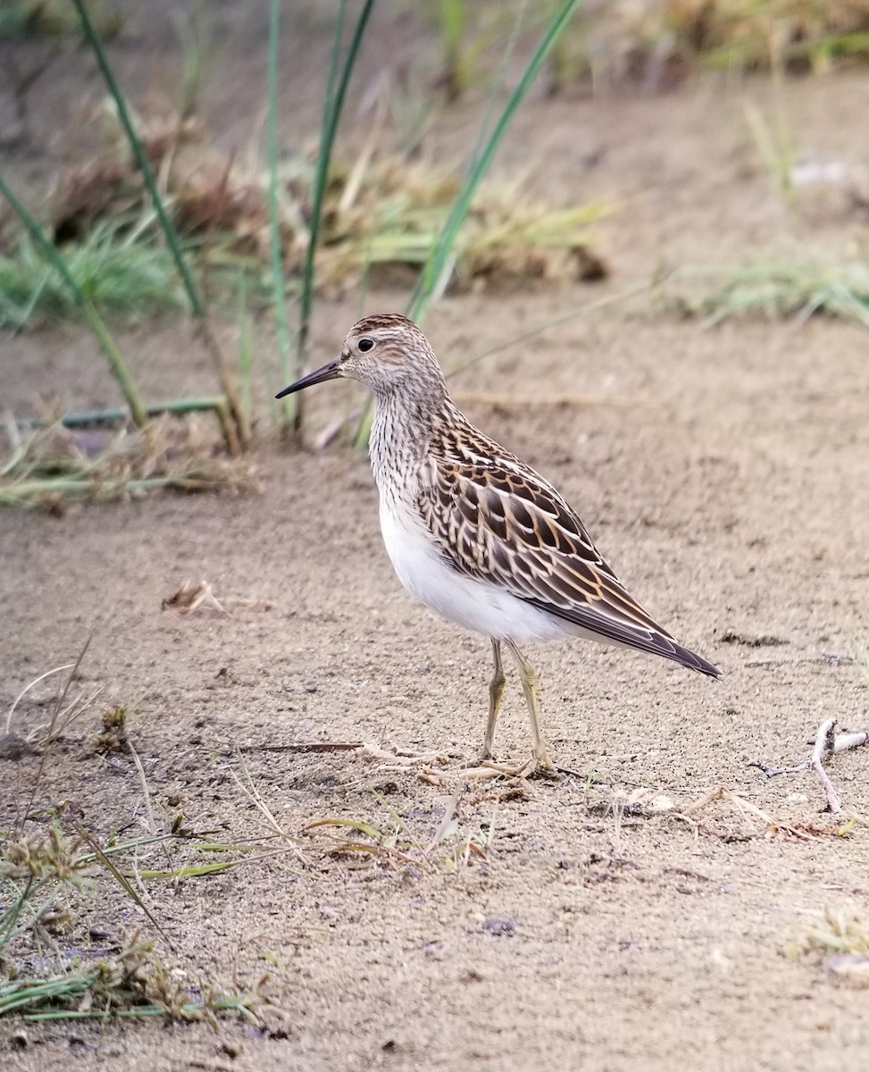 Pectoral Sandpiper - ML367165421