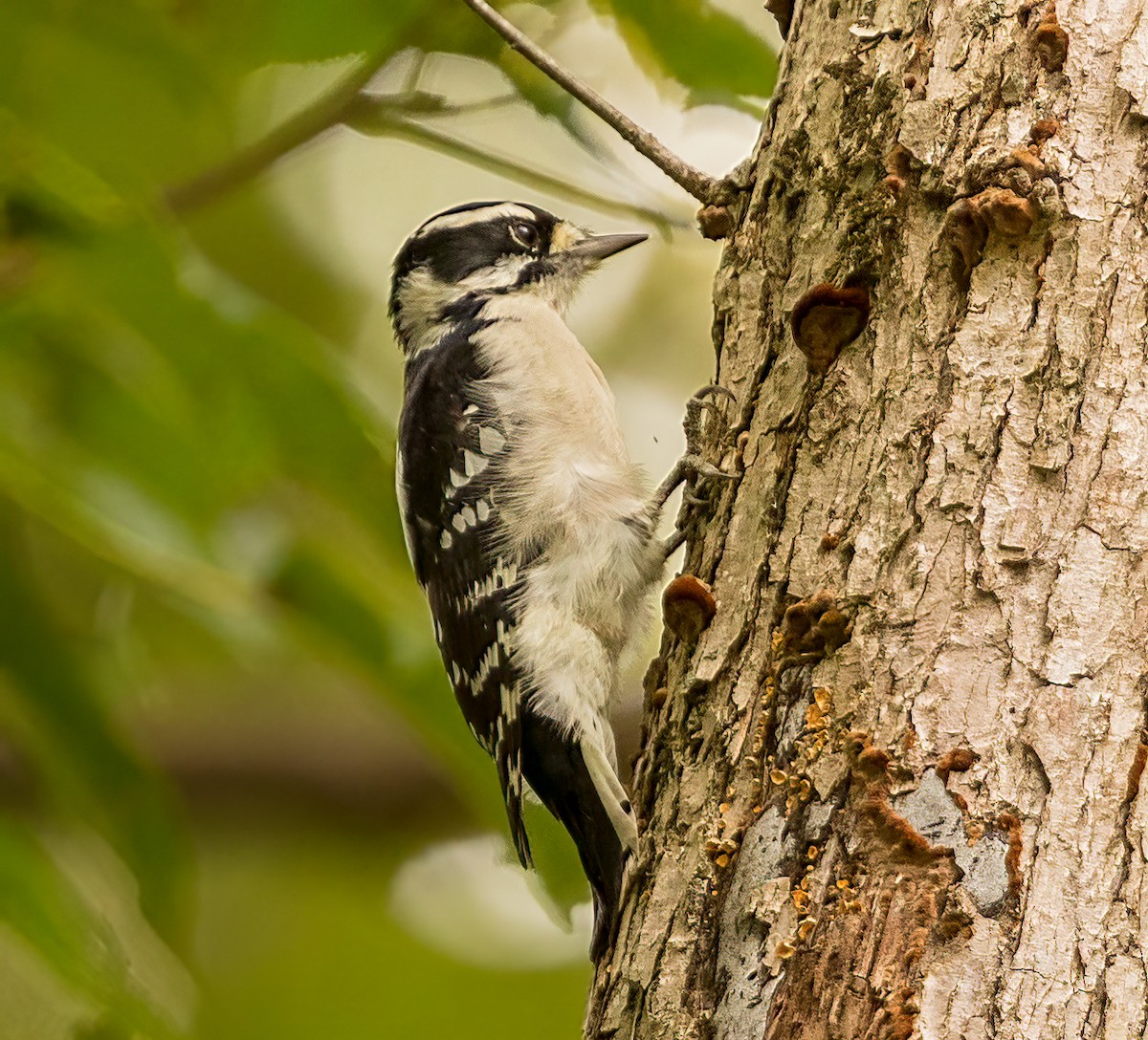 Downy Woodpecker - ML367166861