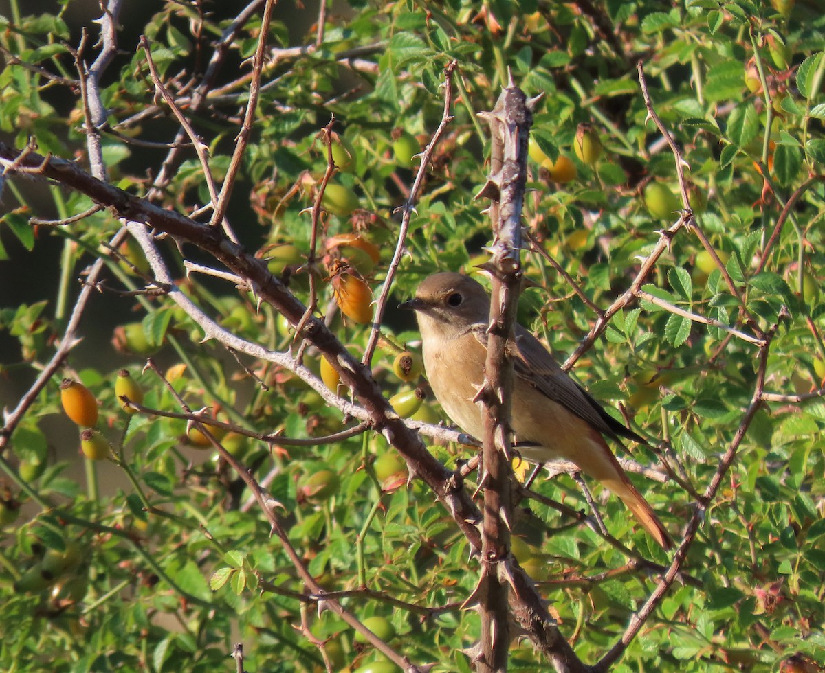 Common Redstart - ML367166881