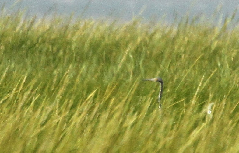 Tricolored Heron - ML36716721