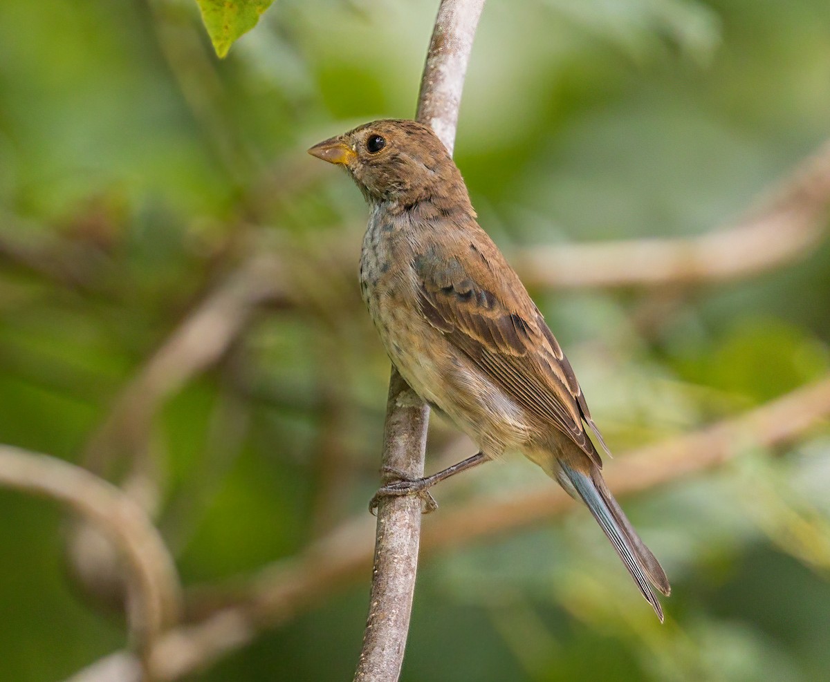 Indigo Bunting - ML367168791