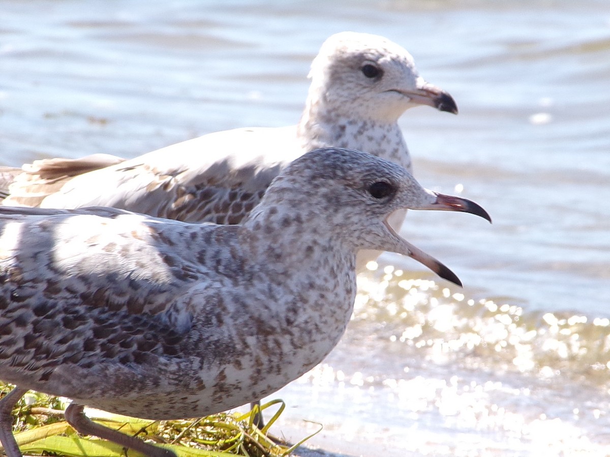 Ring-billed Gull - Dominic Salas