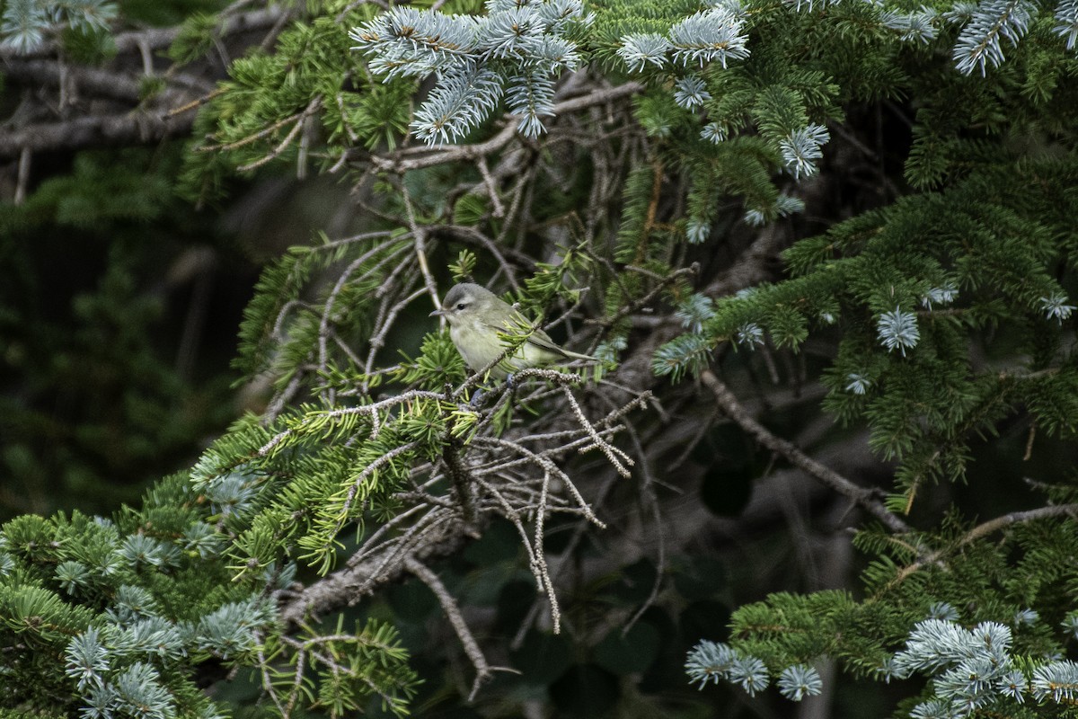 Ötücü Vireo - ML367169841