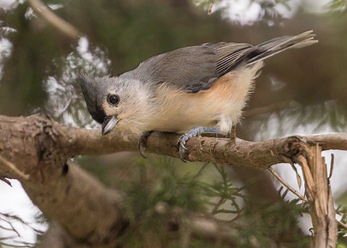 Tufted Titmouse - ML367171881