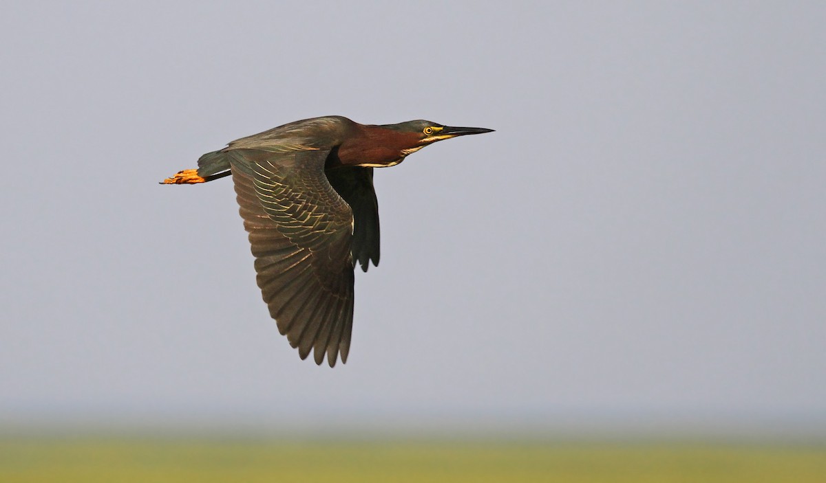 Green Heron - ML36717381