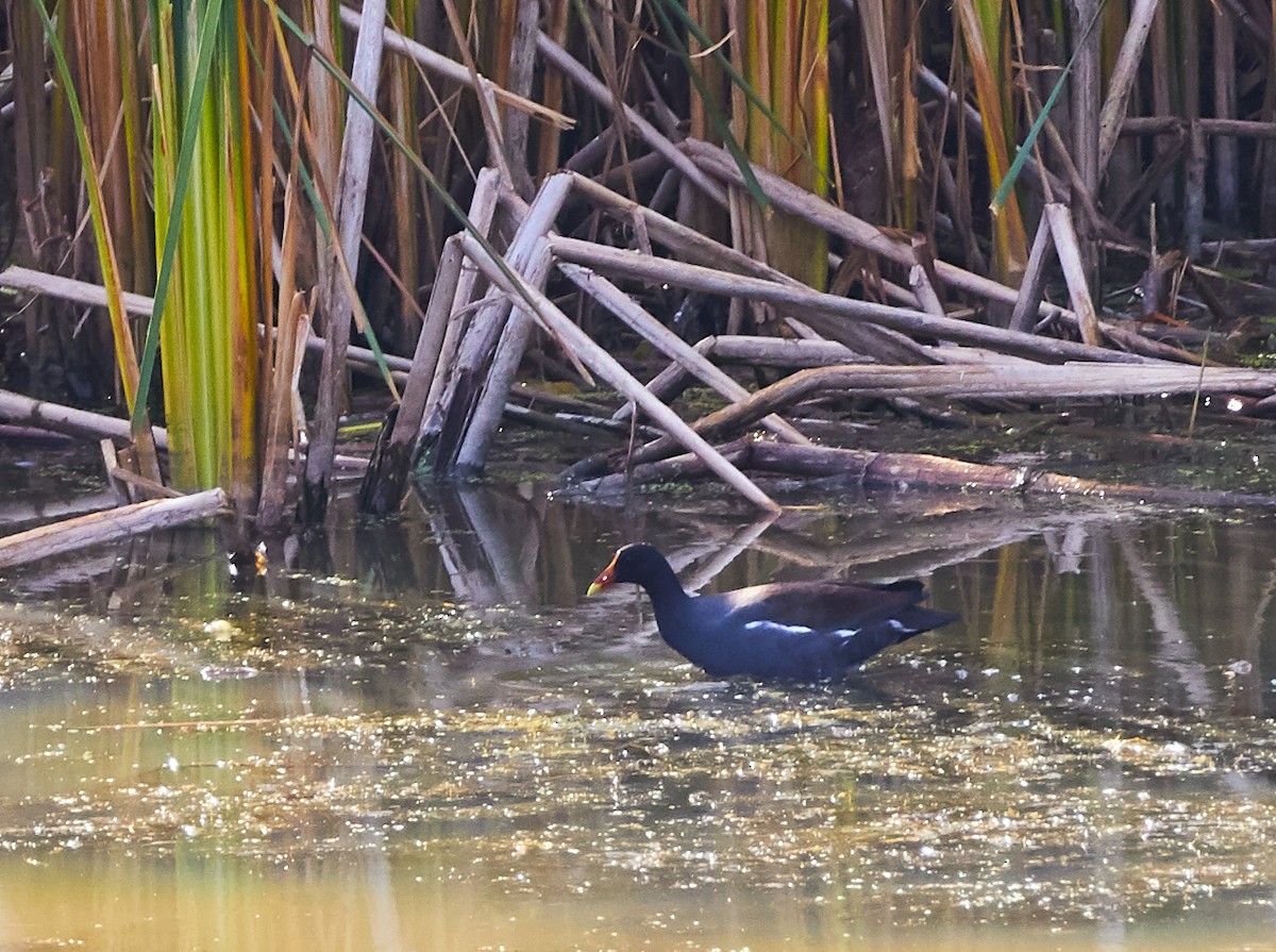 Common Gallinule - ML367174041