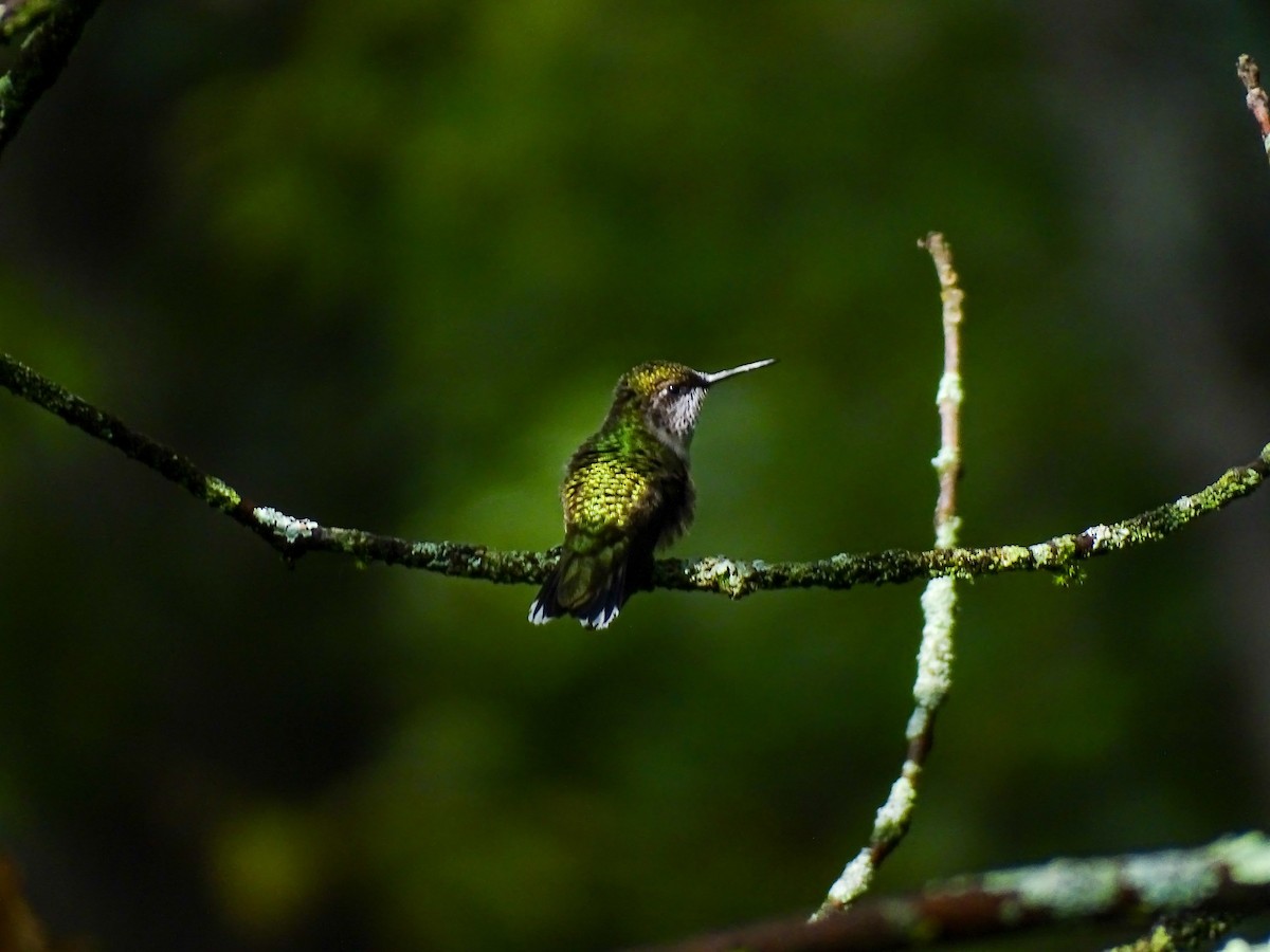 Ruby-throated Hummingbird - Donald Slick