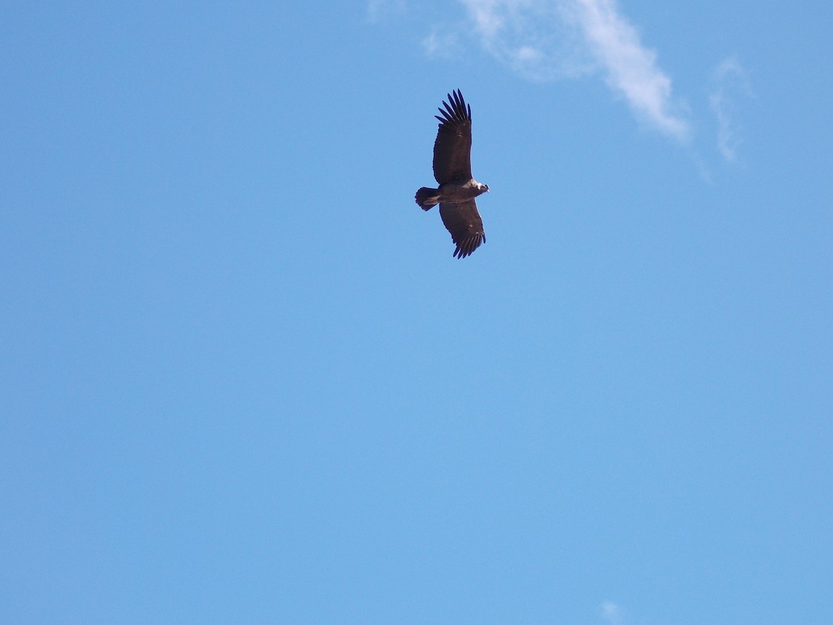 Andean Condor - Carla Porro