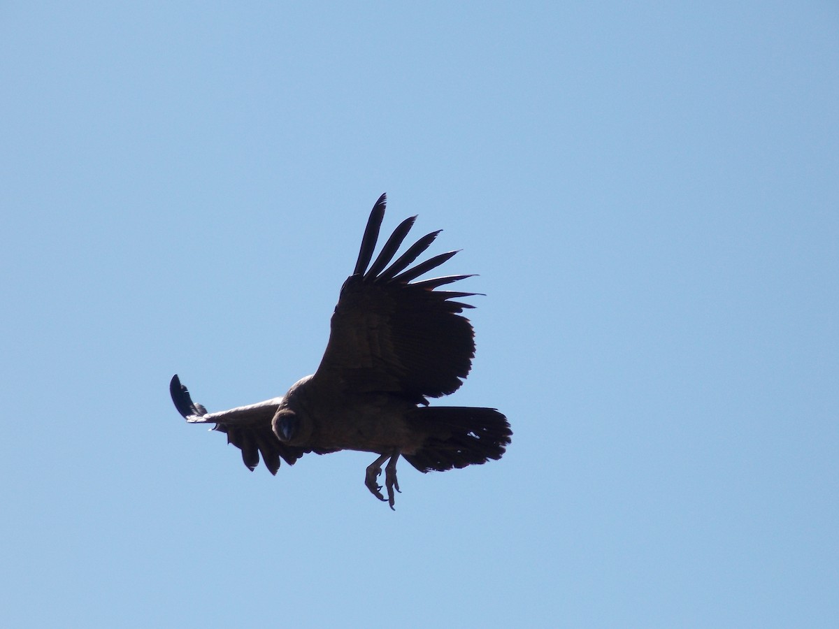 Andean Condor - Carla Porro