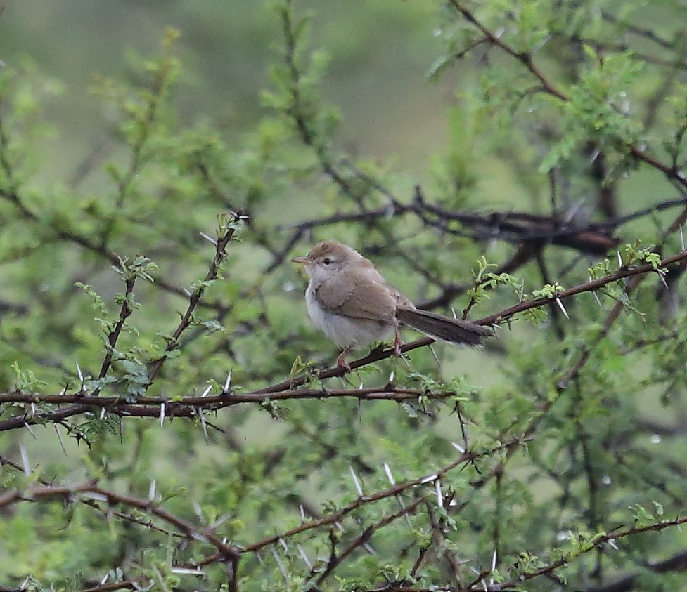 Rufous-fronted Prinia - ML36717821