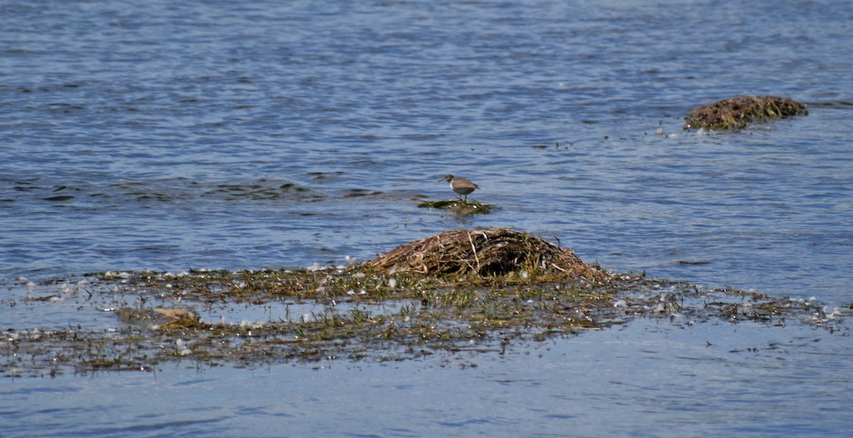 Spotted Sandpiper - ML367178701