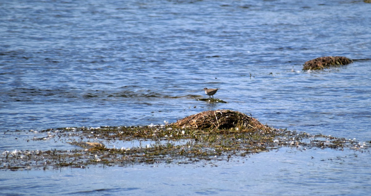 Spotted Sandpiper - ML367178711