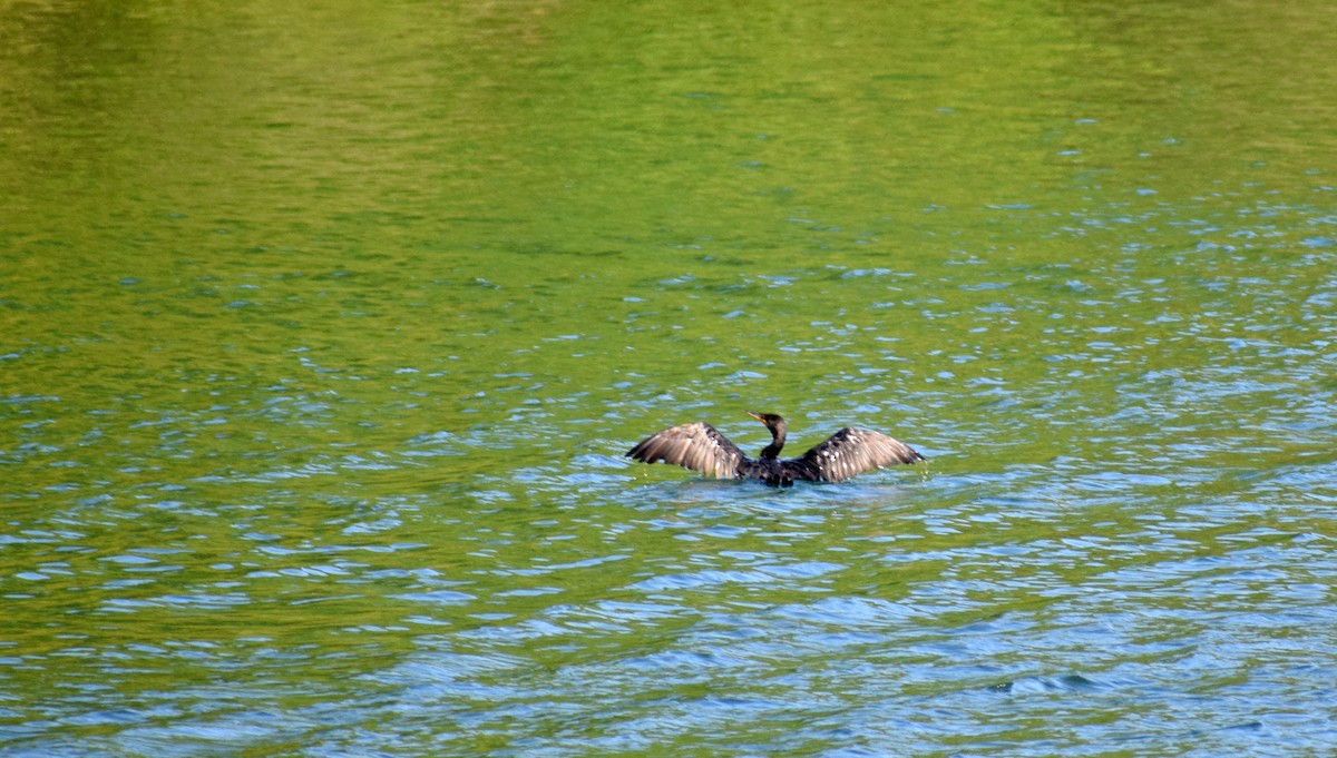 Double-crested Cormorant - ML367178901