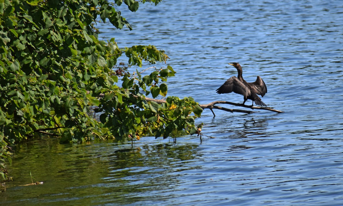 Double-crested Cormorant - ML367179071