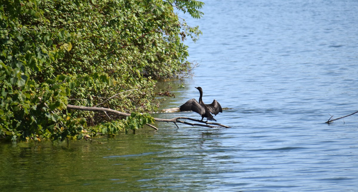 Double-crested Cormorant - ML367179081