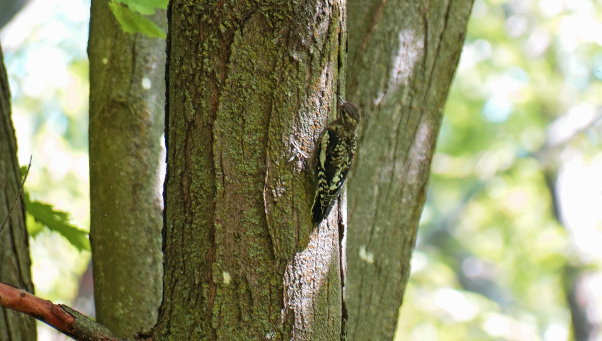 Yellow-bellied Sapsucker - ML367179501