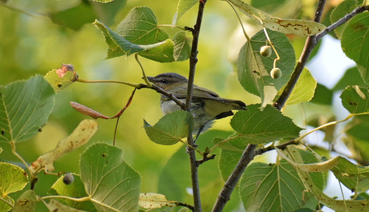 Red-eyed Vireo - ML367179731