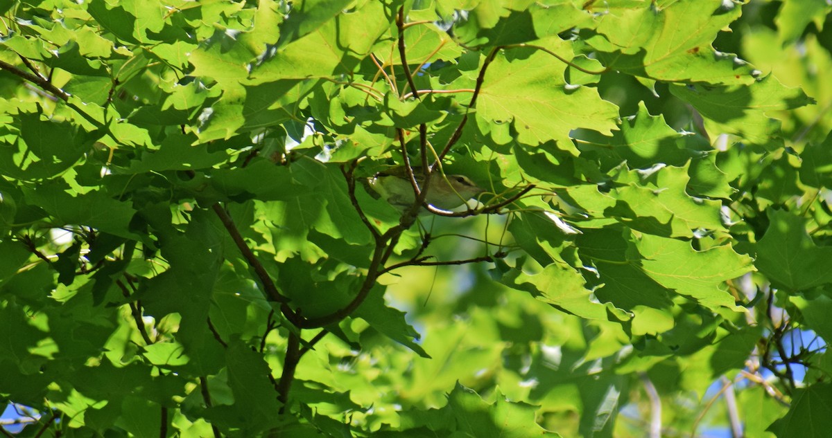Red-eyed Vireo - ML367179751