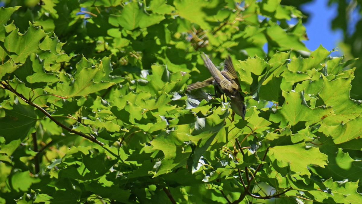 Red-eyed Vireo - ML367179761