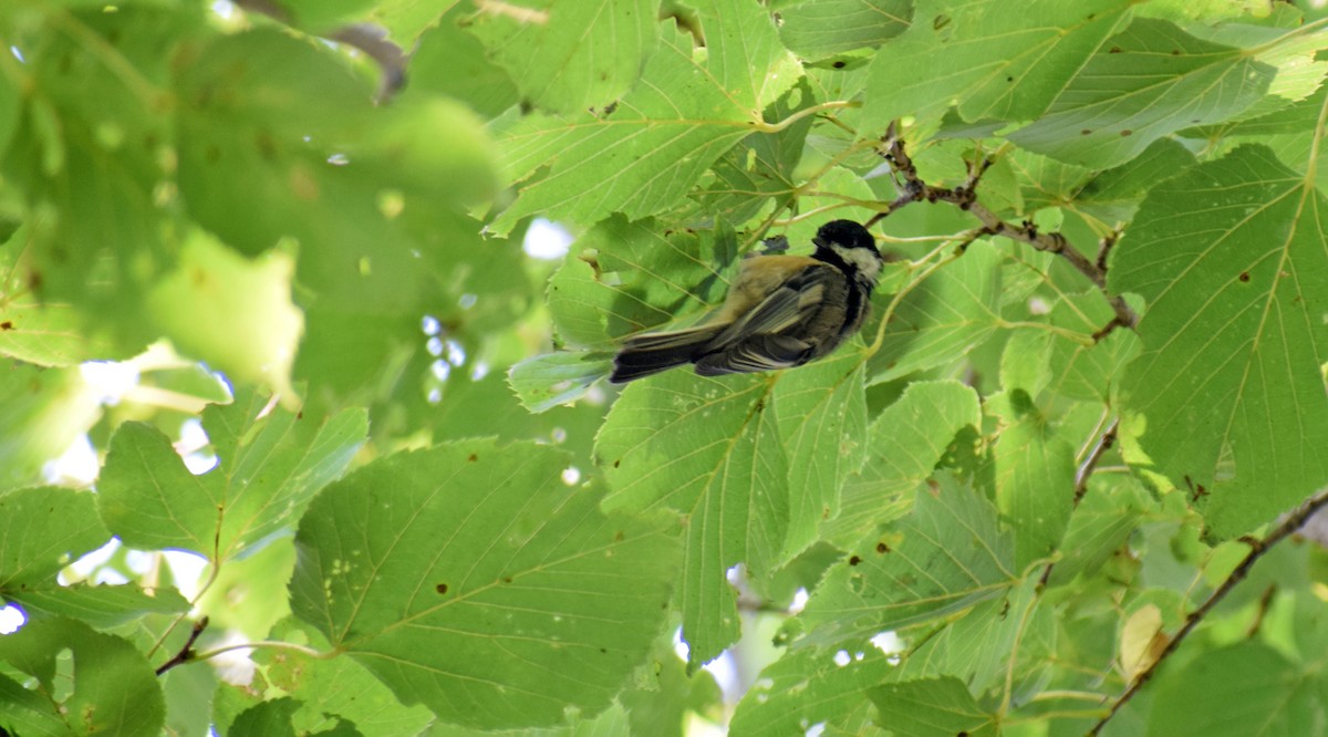 Black-capped Chickadee - Robert Allie