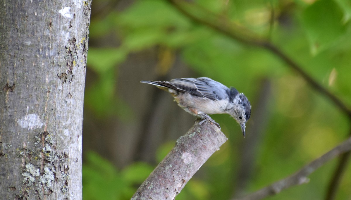White-breasted Nuthatch - ML367180301