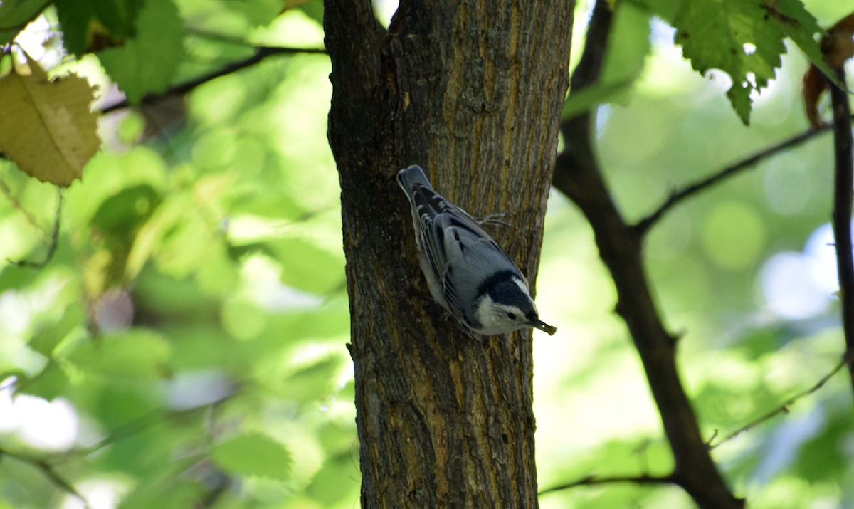 White-breasted Nuthatch - ML367180361