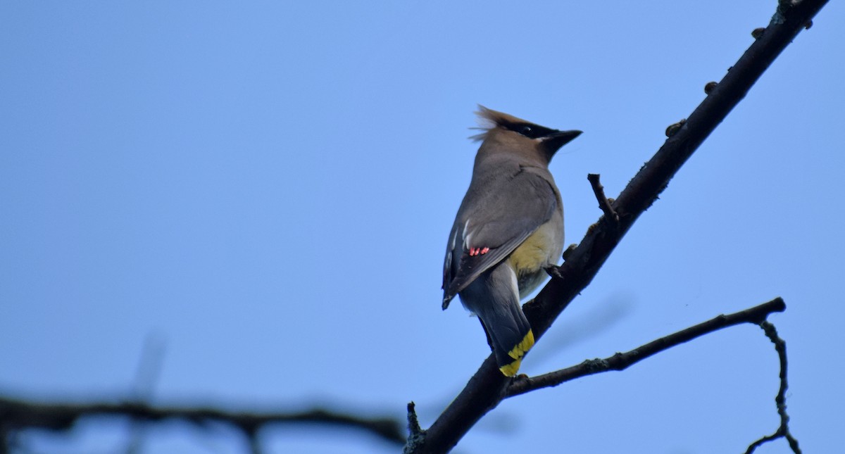 Cedar Waxwing - ML367180641