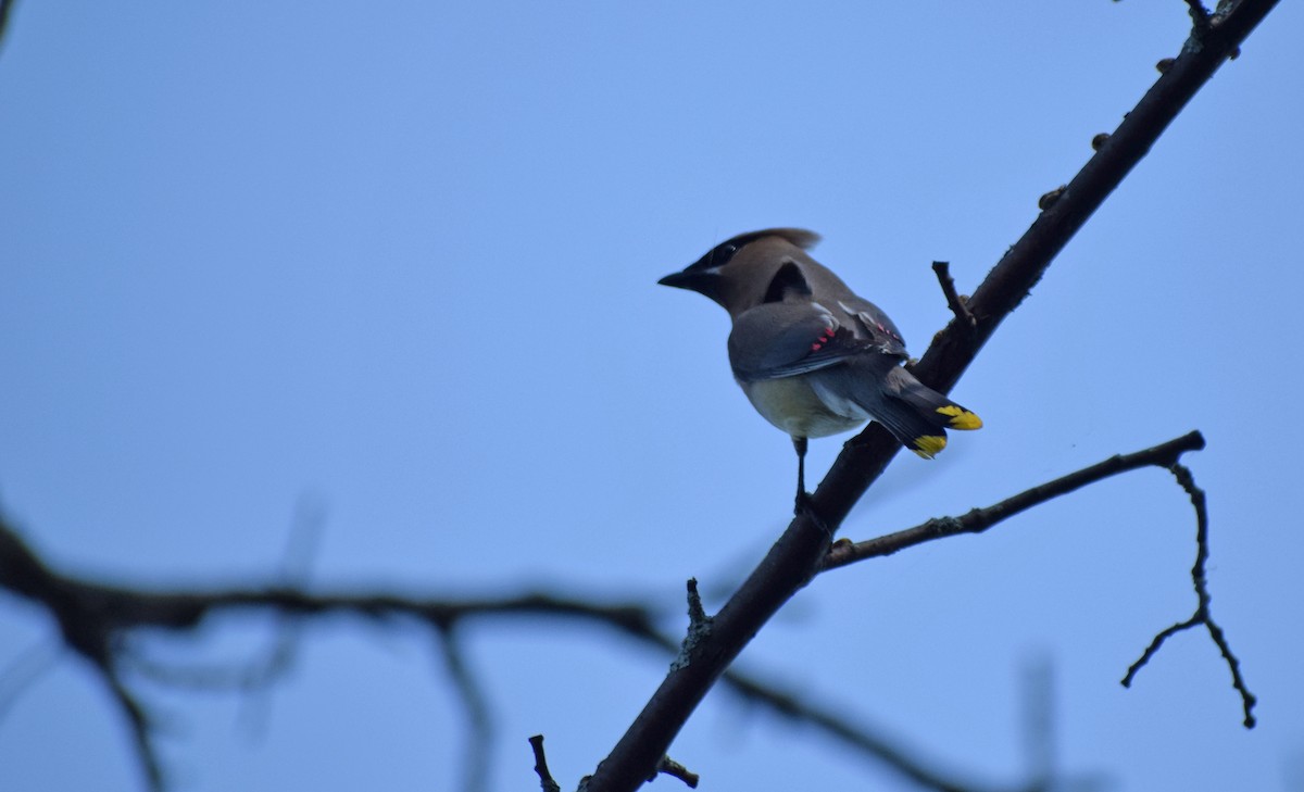 Cedar Waxwing - ML367180671