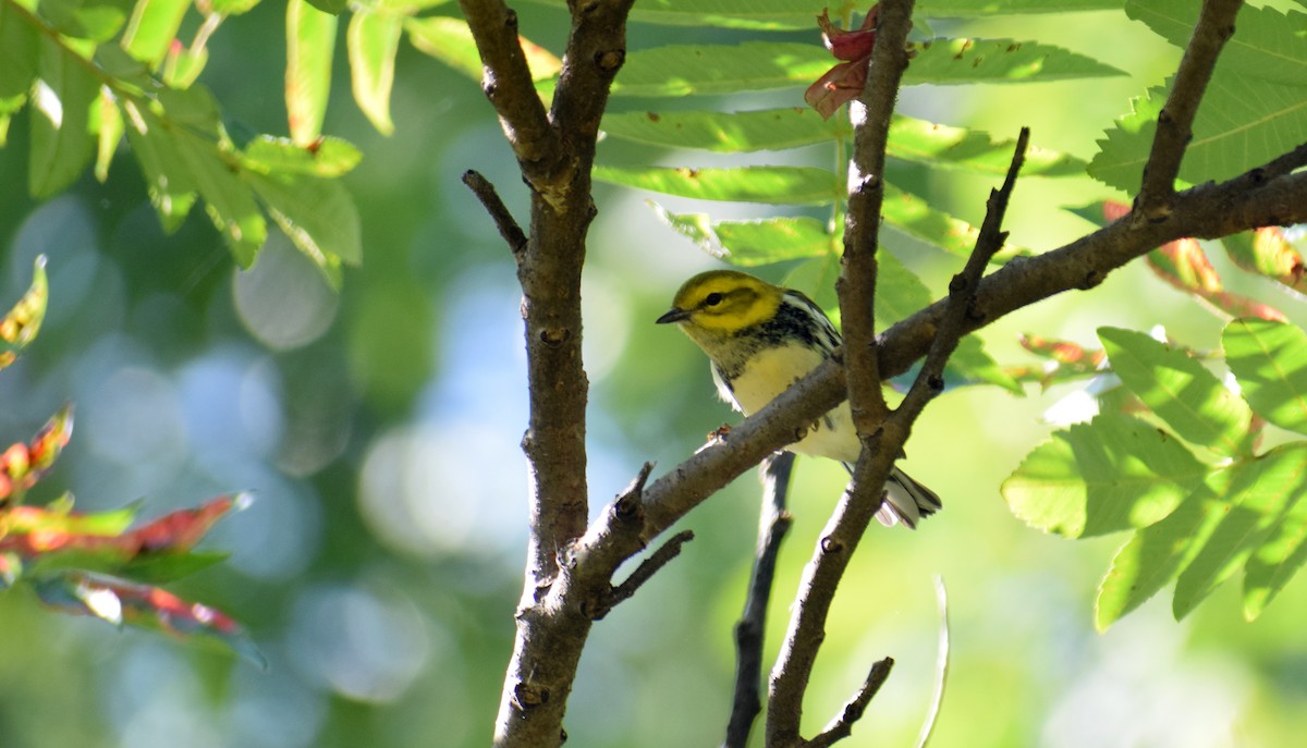 Black-throated Green Warbler - ML367181321